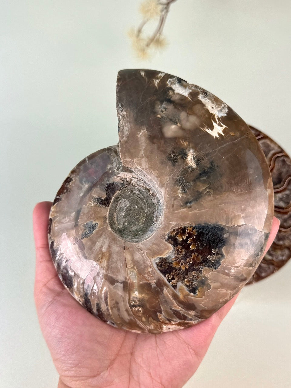 Druzy Ammonite Fossil Pair