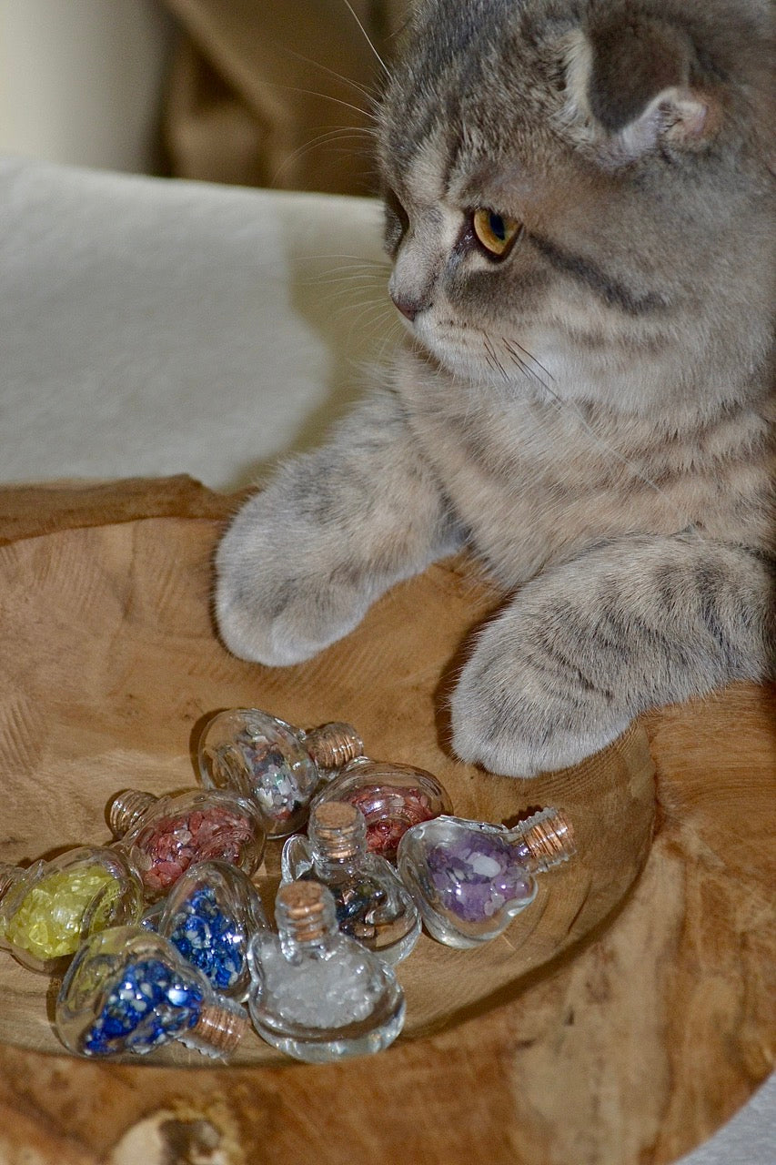 Chips In Kitty Bottle