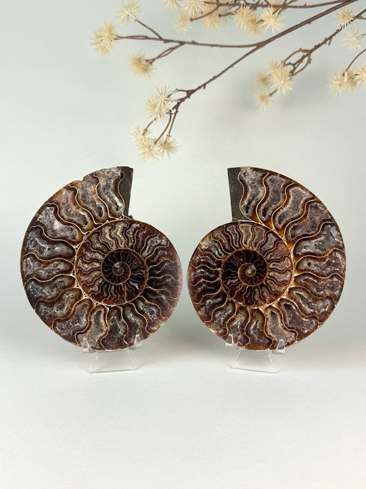 Druzy Ammonite Fossil Pair